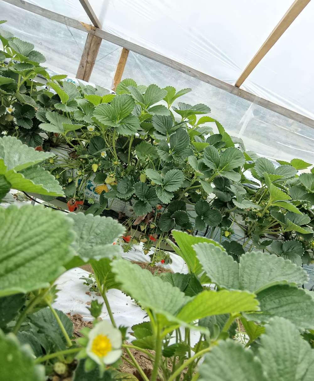 Plantas de frutilla en invernadero