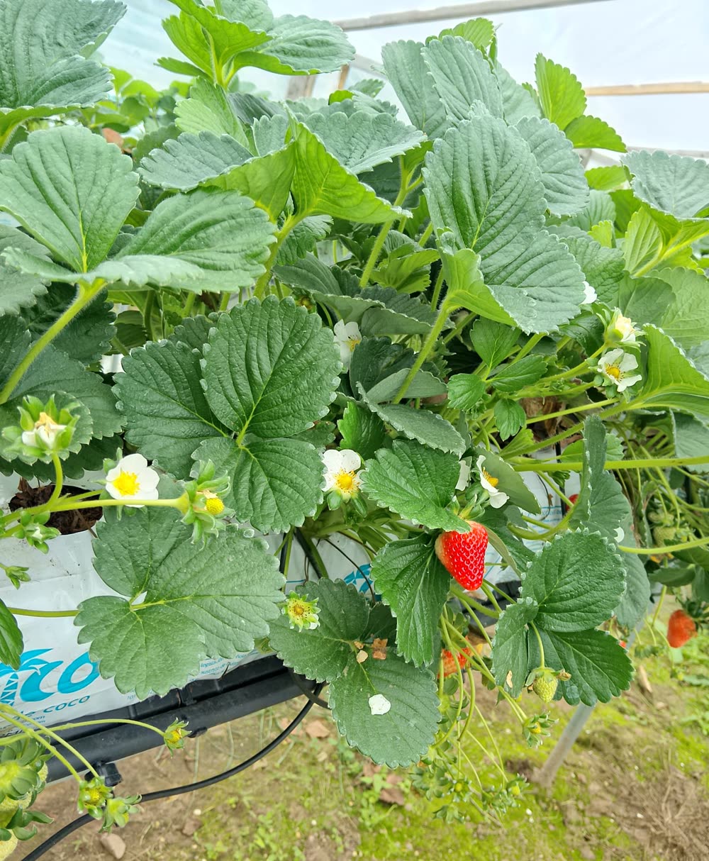 Plantas de frutilla con flores y fruta